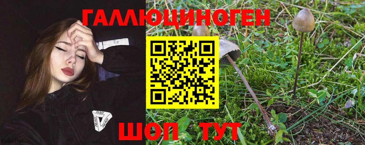 Галлюциногенные грибы Psilocybe Кириши